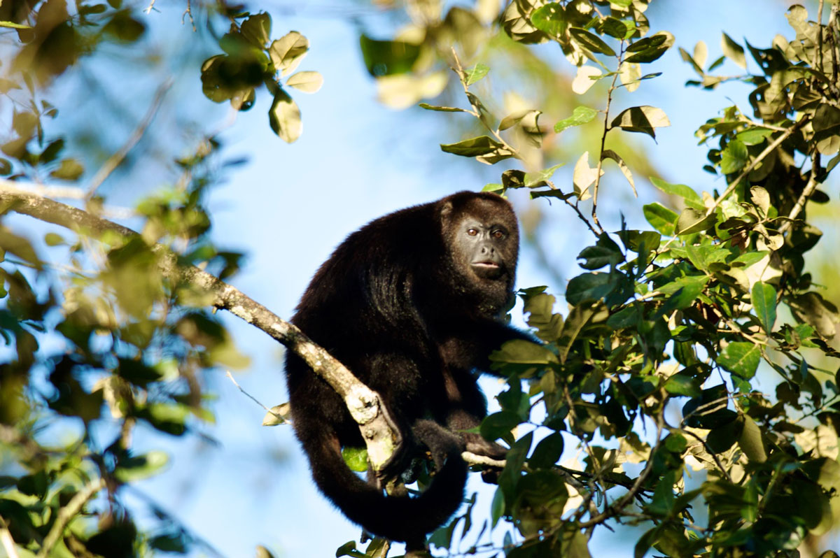 Community Baboon Sanctuary