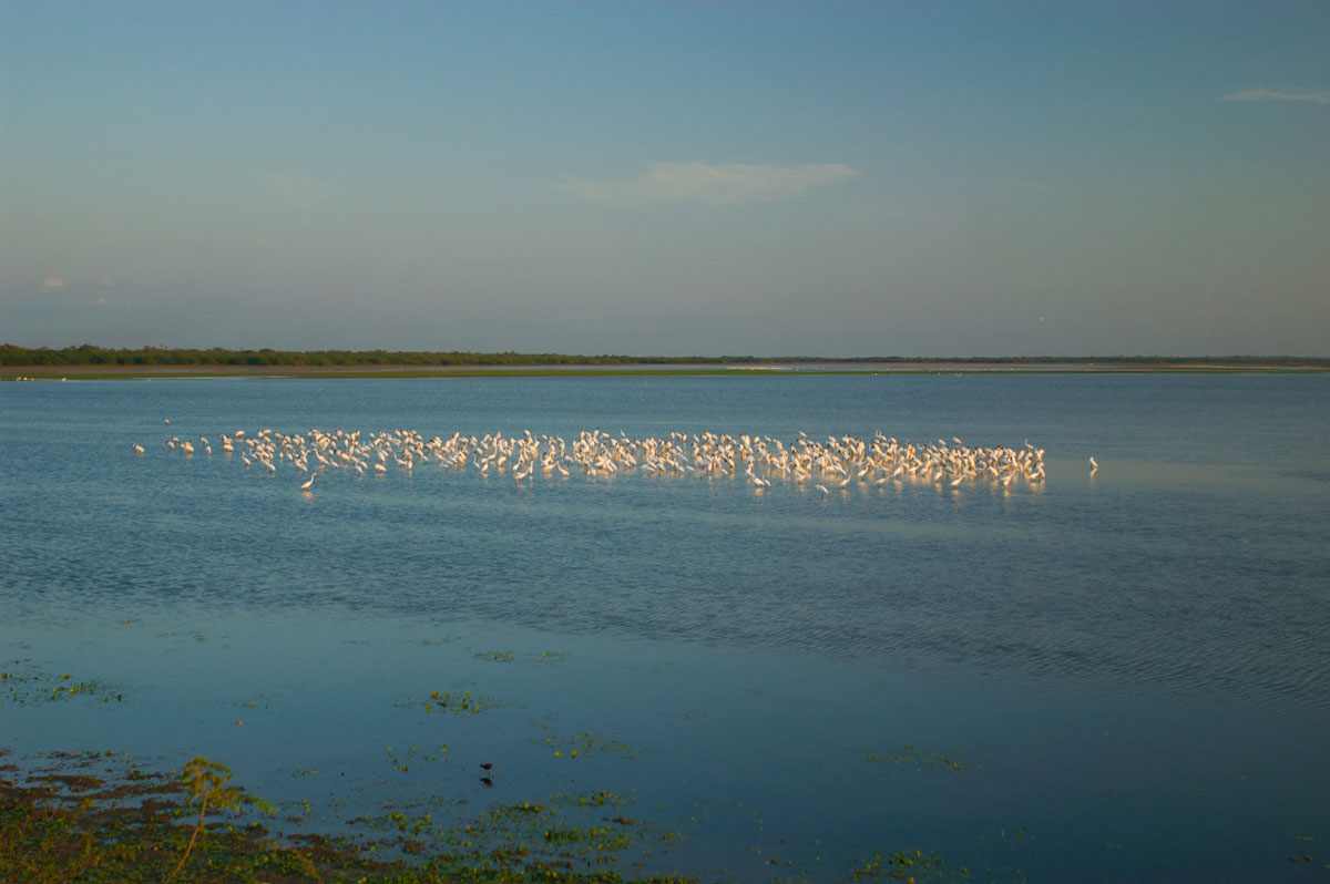 Crooked Tree Wildlife Sanctuary